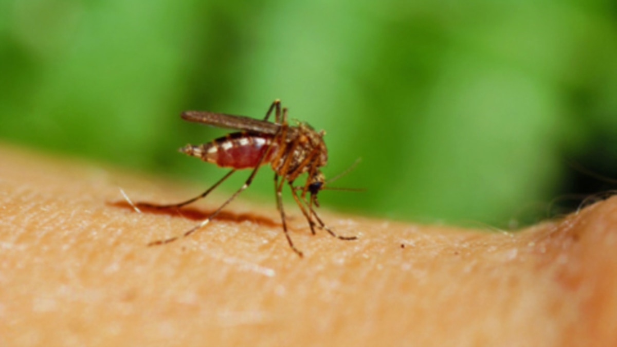 Malaria In Kenya